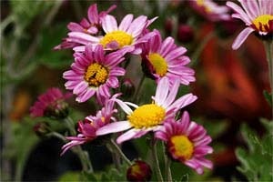 濃色サツマノギク