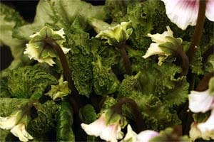 甲竜シクラメン