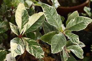 ヤブコウジ 糸錦