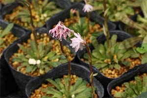 八重山ショウジョウバカマ