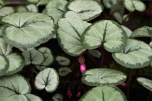 コウム シルバーリーフ