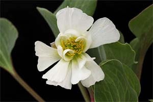 ハゴロモキンポウゲ