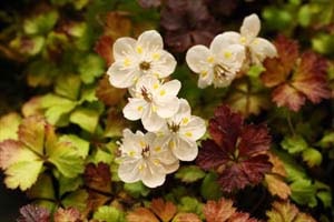 円弁バイカオウレン