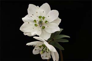 ヒナマツリソウ