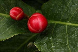 ハイドゥンキング