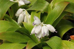 オオジロショウジョウバカマ