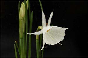 スイセン カンタブリクス