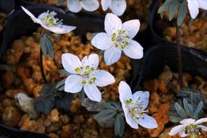 ヒナマツリソウ