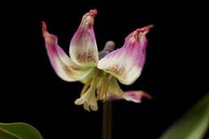 二色咲カタクリ