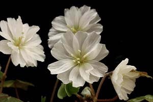 八重咲ミヤマカタバミ