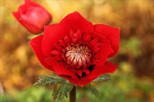 千重咲ボタンイチゲ