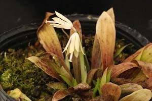 ツクシショウジョウバカマ