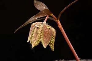 緑花越のコバイモ