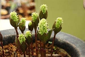 緑花ヒトリシズカ