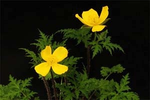 セリバヤマブキソウ