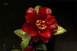 椿 ナイトライダー