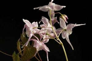 イカリソウ 越の縞