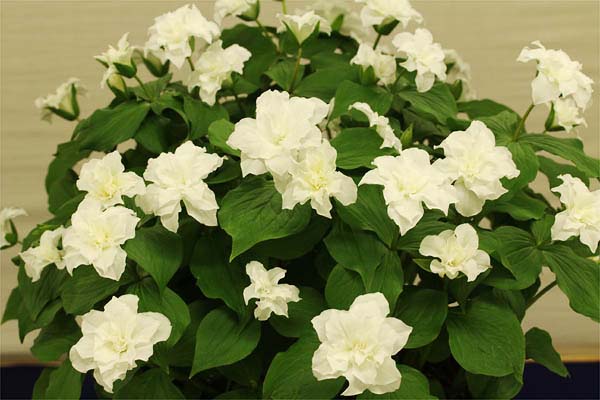 八重咲エンレイソウ