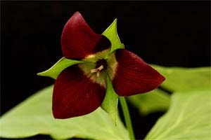 底白エレクタム