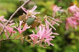 桃花トキワマンサク