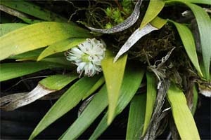 千島セキショウ