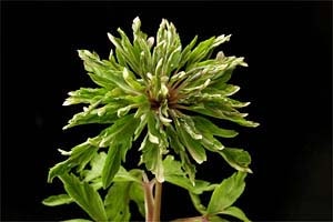 緑八重キクザキイチゲ