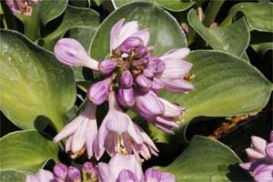 ギボウシ ブルーマウスイヤー