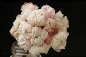 甲竜シクラメン