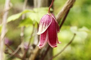 高野ハンショウヅル