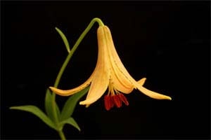 リリウム・カナデンセ