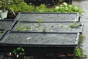 メダカのいれもの