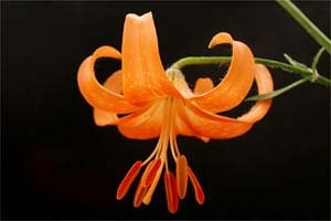 無点タニマユリ