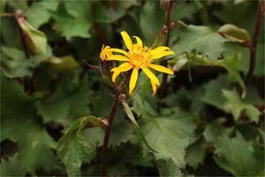 カラス葉切葉ダケブキ