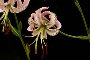 リリウム・ランコンゲンセ