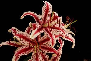 改良ベニスジヤマユリ