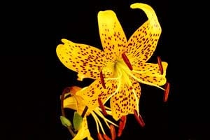 黄花ヒラトユリ