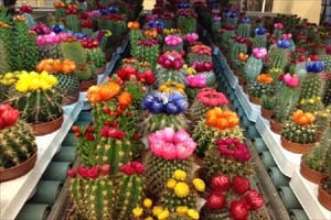 オランダ花市場