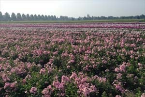 オランダの農場