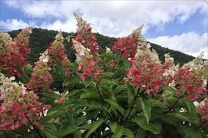 赤花カシワバアジサイ。