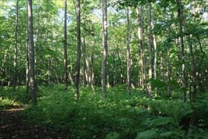 イコロの森の原生林。