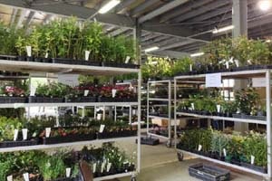 日本山草のブース