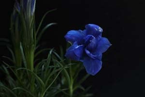 八重咲這リンドウ