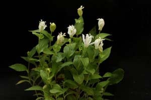 白花ホトトギス