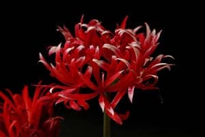 八重咲ヒガンバナ