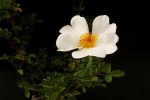 八重山ノイバラ