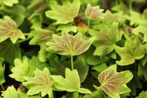 モミジ葉ゼラニウム