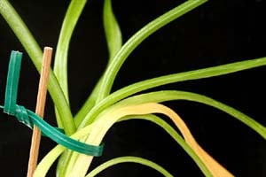 ミヤマラッキョウ