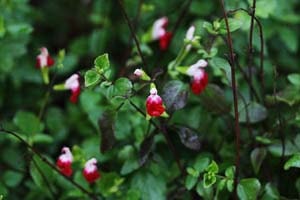 チェリーセージ