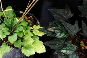 キッコウハグマ