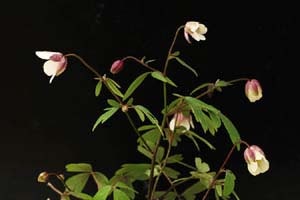 風鈴オダマキ？